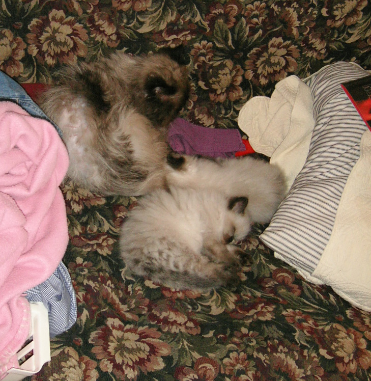 w2081 Mushu and the kittens asleep on the couch.jpg 299.0K